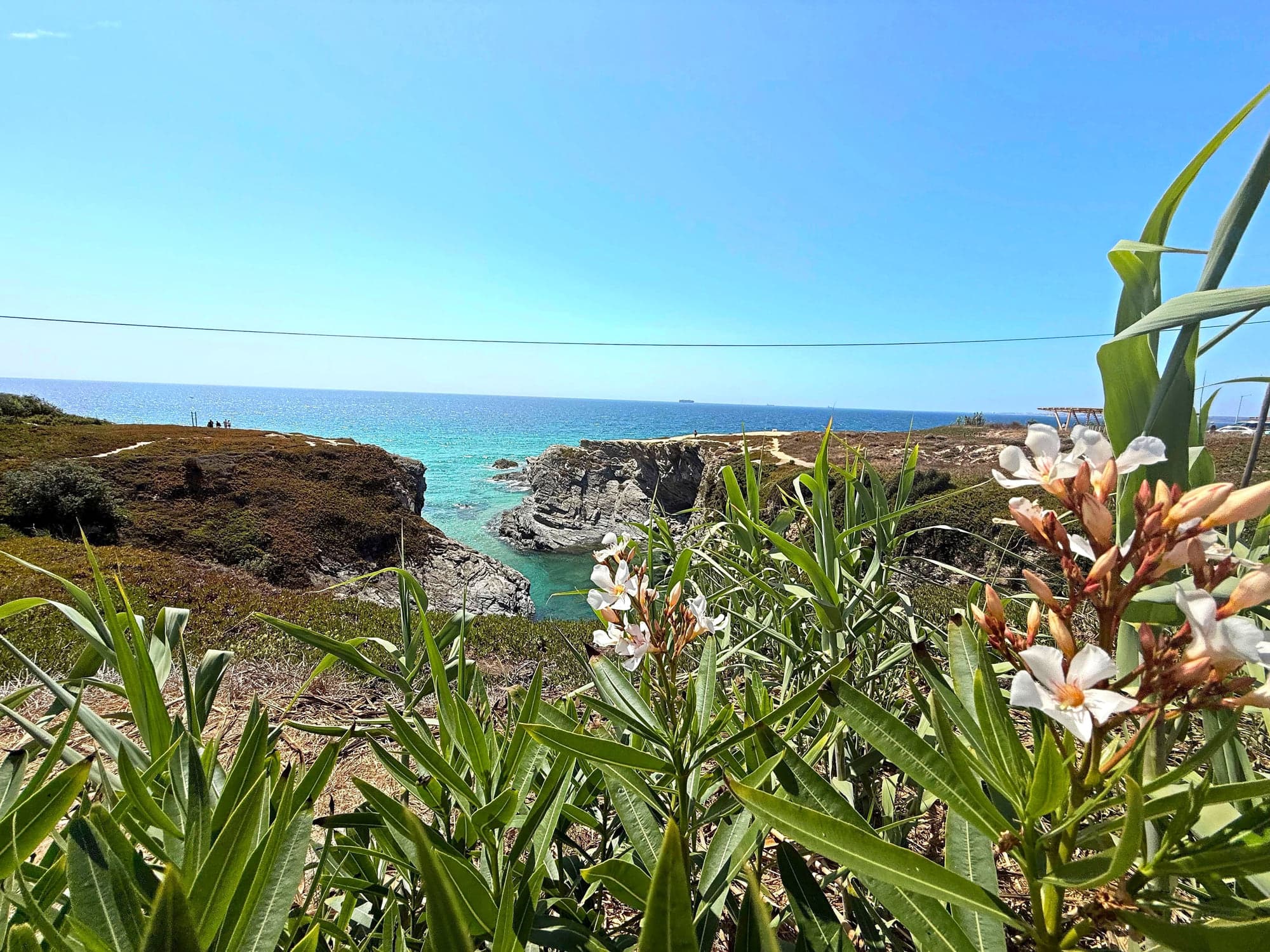The Porto Covo coastline with oleander in flower above the cliff path